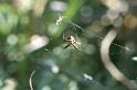 Gea_theridioides_D7152_Z_85_Macquarie caravan park_Australie
